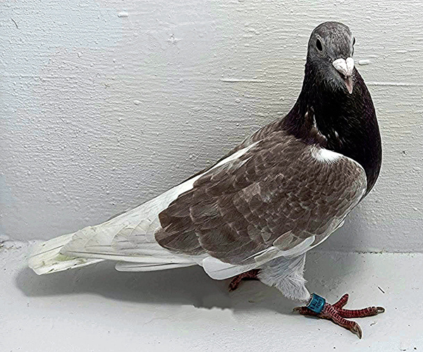 Band: AU 20137 AA 2025